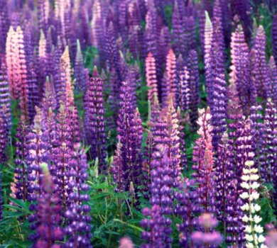 Jeff MacKay Mechanical: Time to Show Your Heating System Some Love