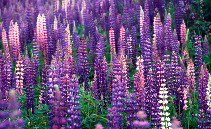 Jeff MacKay Mechanical: Time to Show Your Heating System Some Love